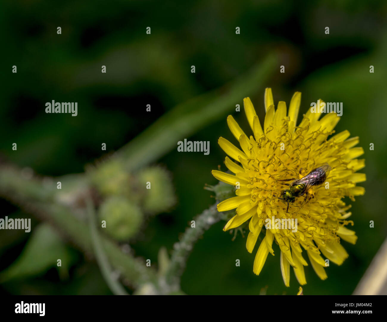 Sueur Agapostemon pollinisateurs abeilles une fleur jaune Banque D'Images