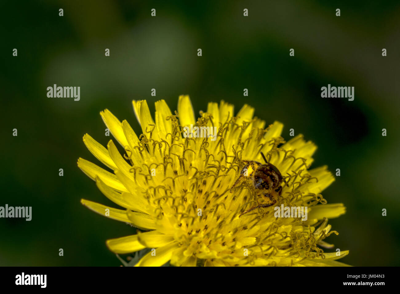 Sueur Agapostemon pollinisateurs abeilles une fleur jaune Banque D'Images
