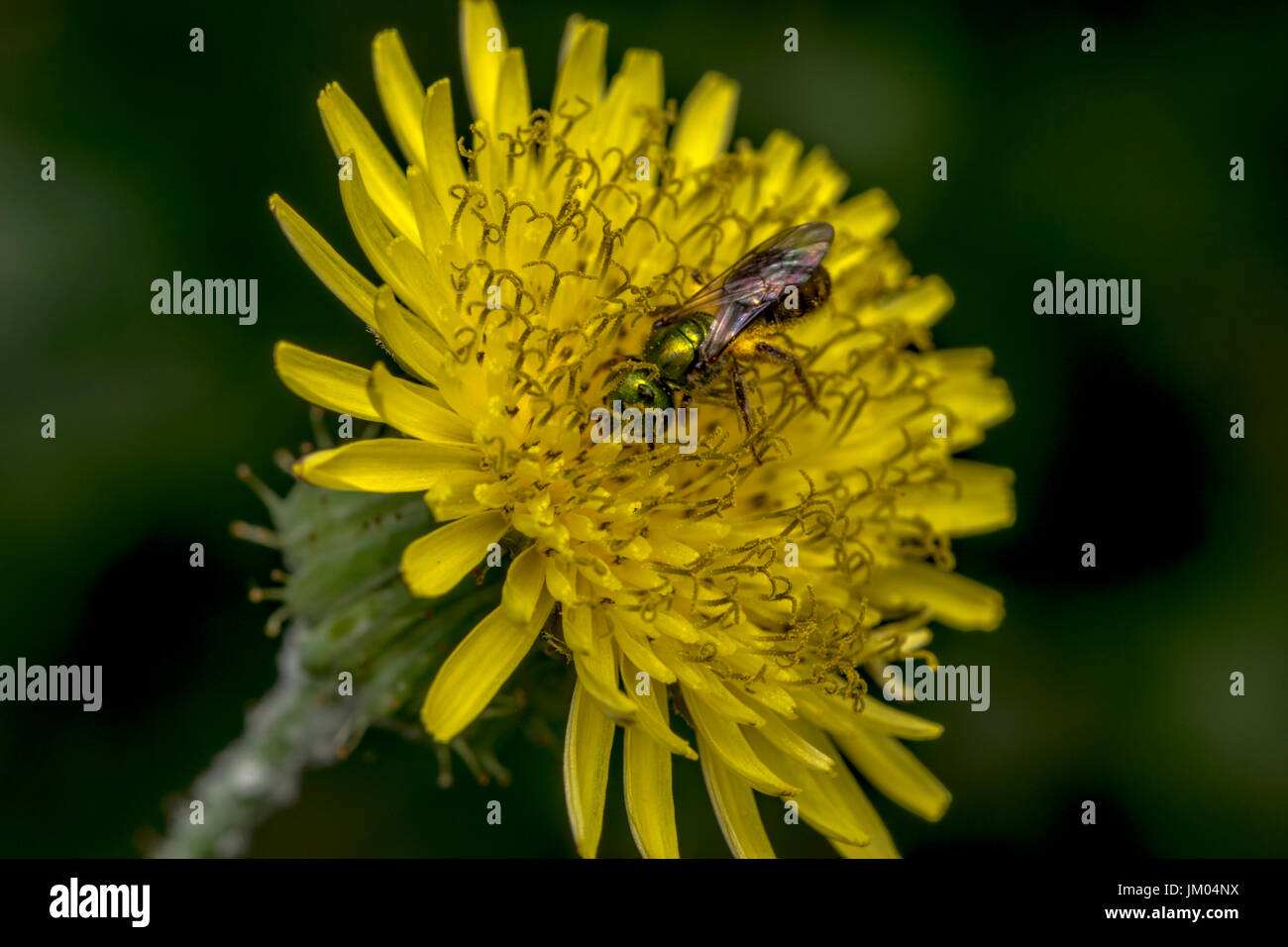 Sueur Agapostemon pollinisateurs abeilles une fleur jaune Banque D'Images