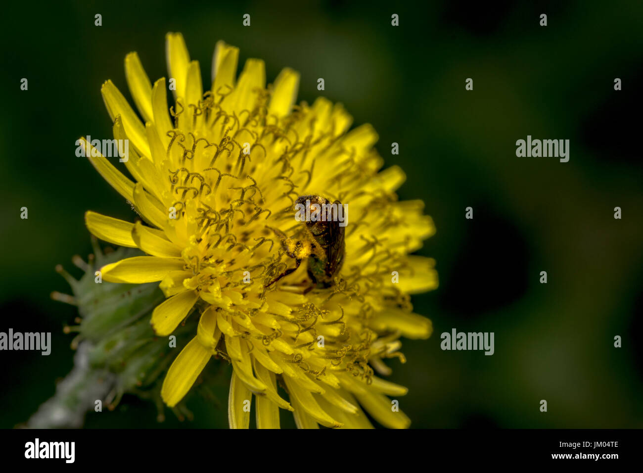 Sueur Agapostemon pollinisateurs abeilles une fleur jaune Banque D'Images
