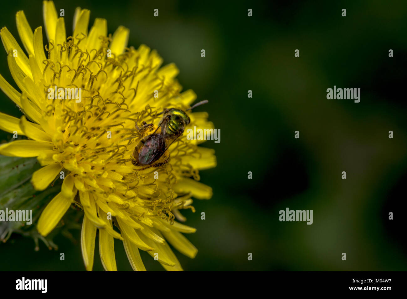Sueur Agapostemon pollinisateurs abeilles une fleur jaune Banque D'Images