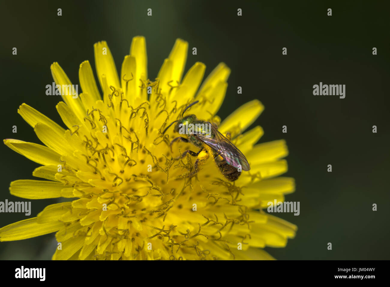 Sueur Agapostemon pollinisateurs abeilles une fleur jaune Banque D'Images