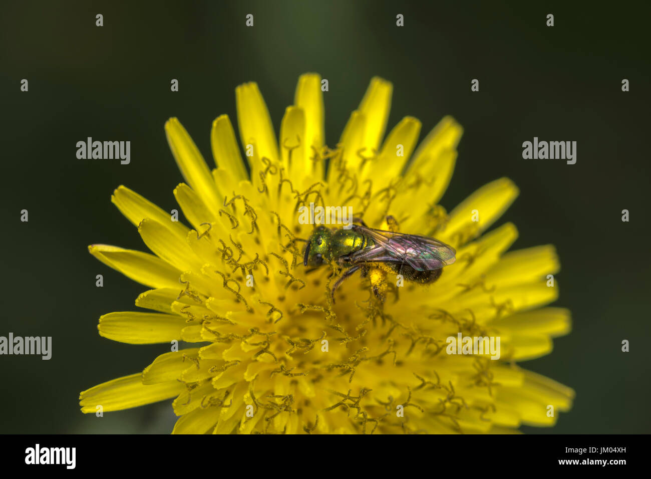 Sueur Agapostemon pollinisateurs abeilles une fleur jaune Banque D'Images