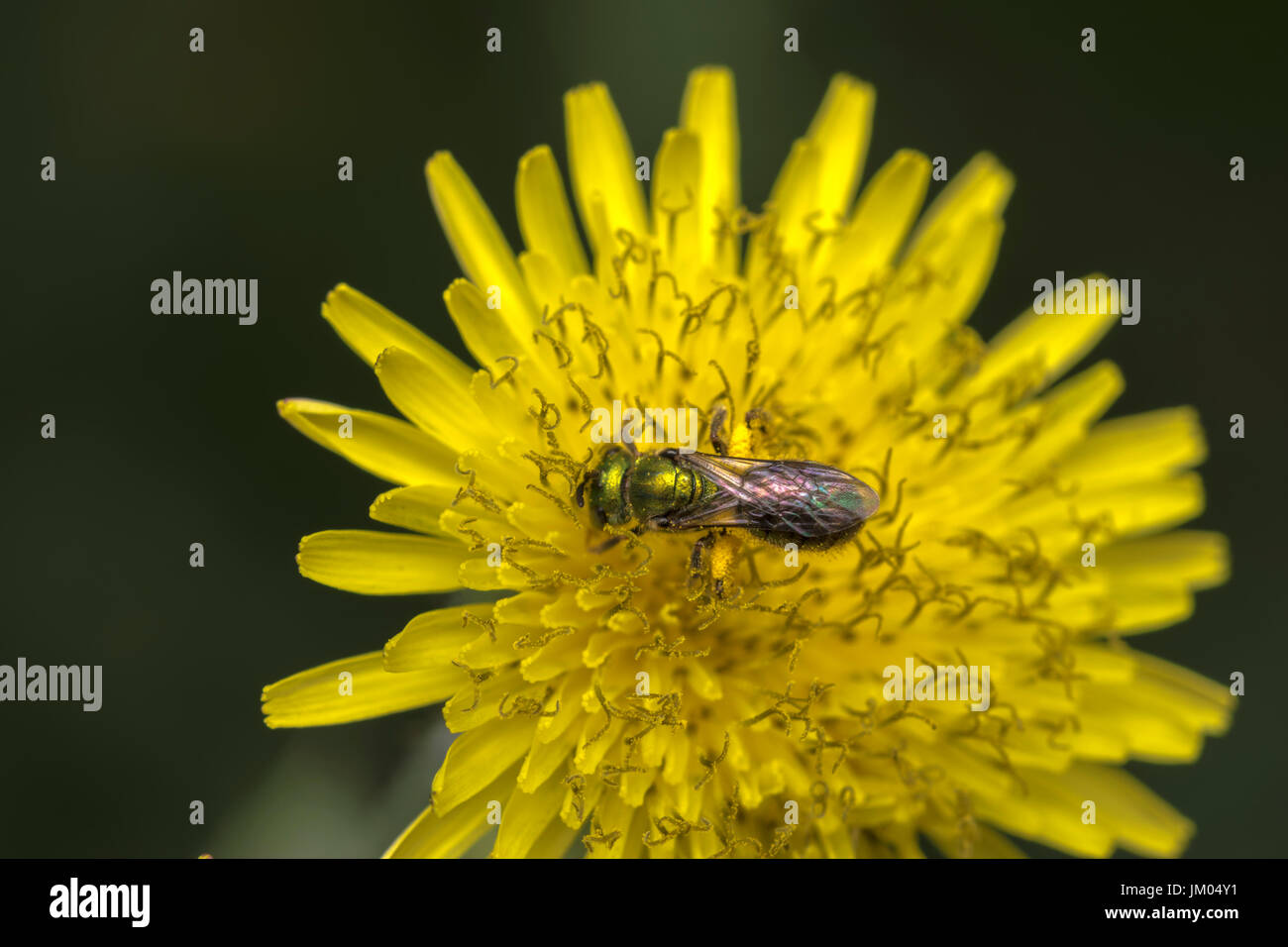 Sueur Agapostemon pollinisateurs abeilles une fleur jaune Banque D'Images