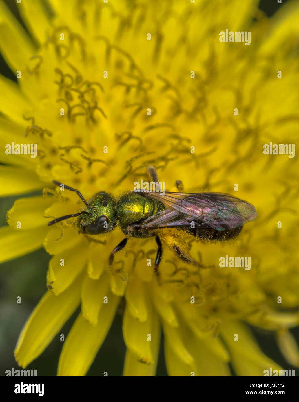 Sueur Agapostemon pollinisateurs abeilles une fleur jaune Banque D'Images
