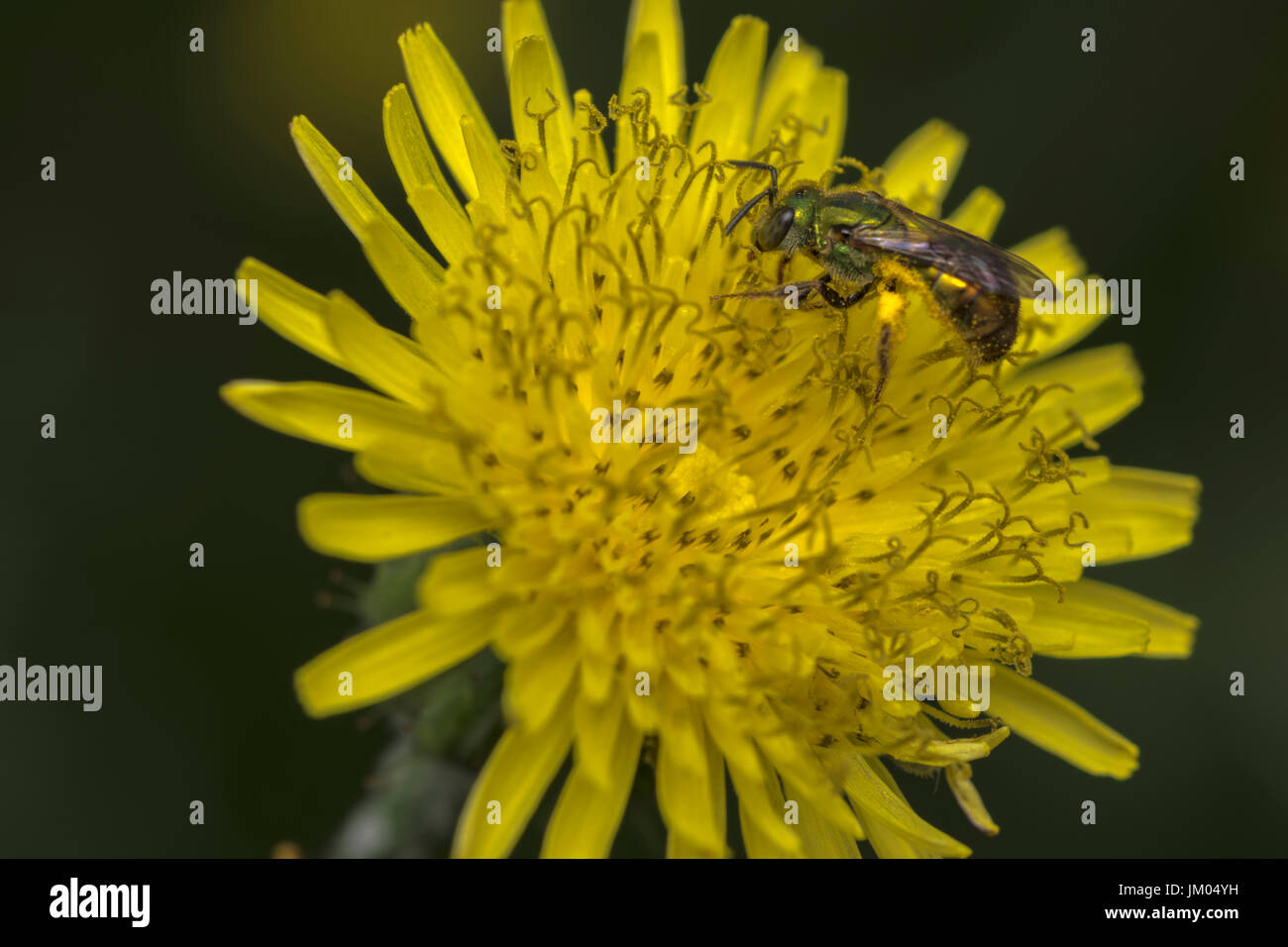 Sueur Agapostemon pollinisateurs abeilles une fleur jaune Banque D'Images