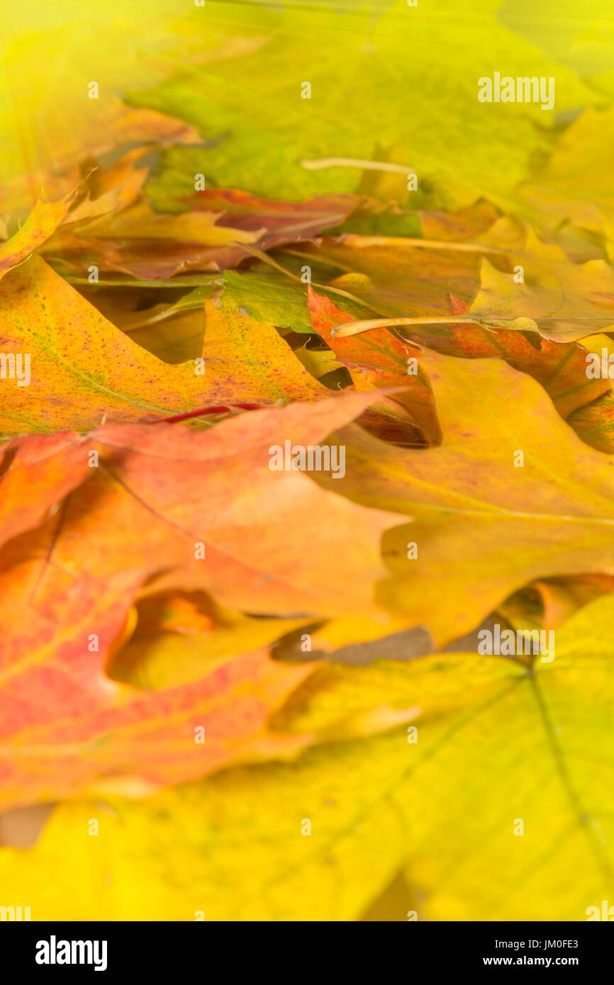Diverses feuilles d'automne colorés dans un parc Banque D'Images