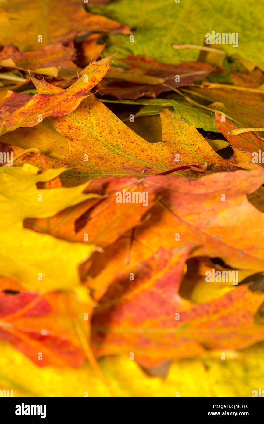 Diverses feuilles d'automne colorés dans un parc Banque D'Images