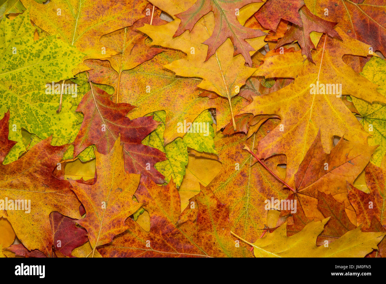 Diverses feuilles d'automne colorés dans un parc Banque D'Images
