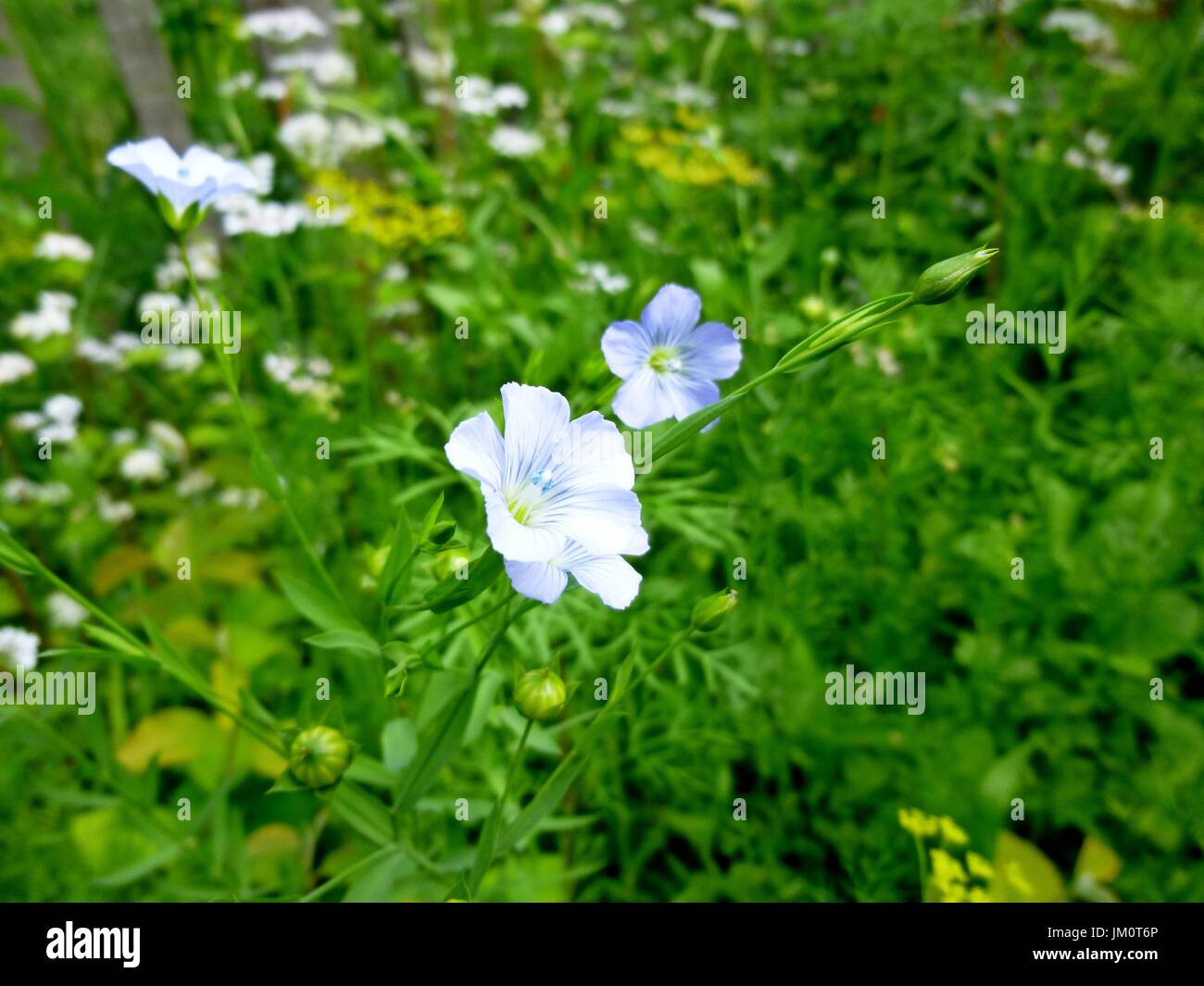 La floraison du lin bleu. L'agriculture. Les bourgeons et fleurs d'été Banque D'Images