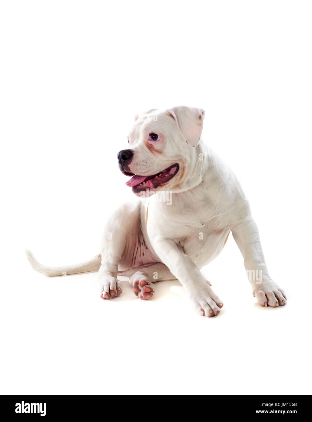 Cute bulldog américain isolé sur fond blanc Banque D'Images