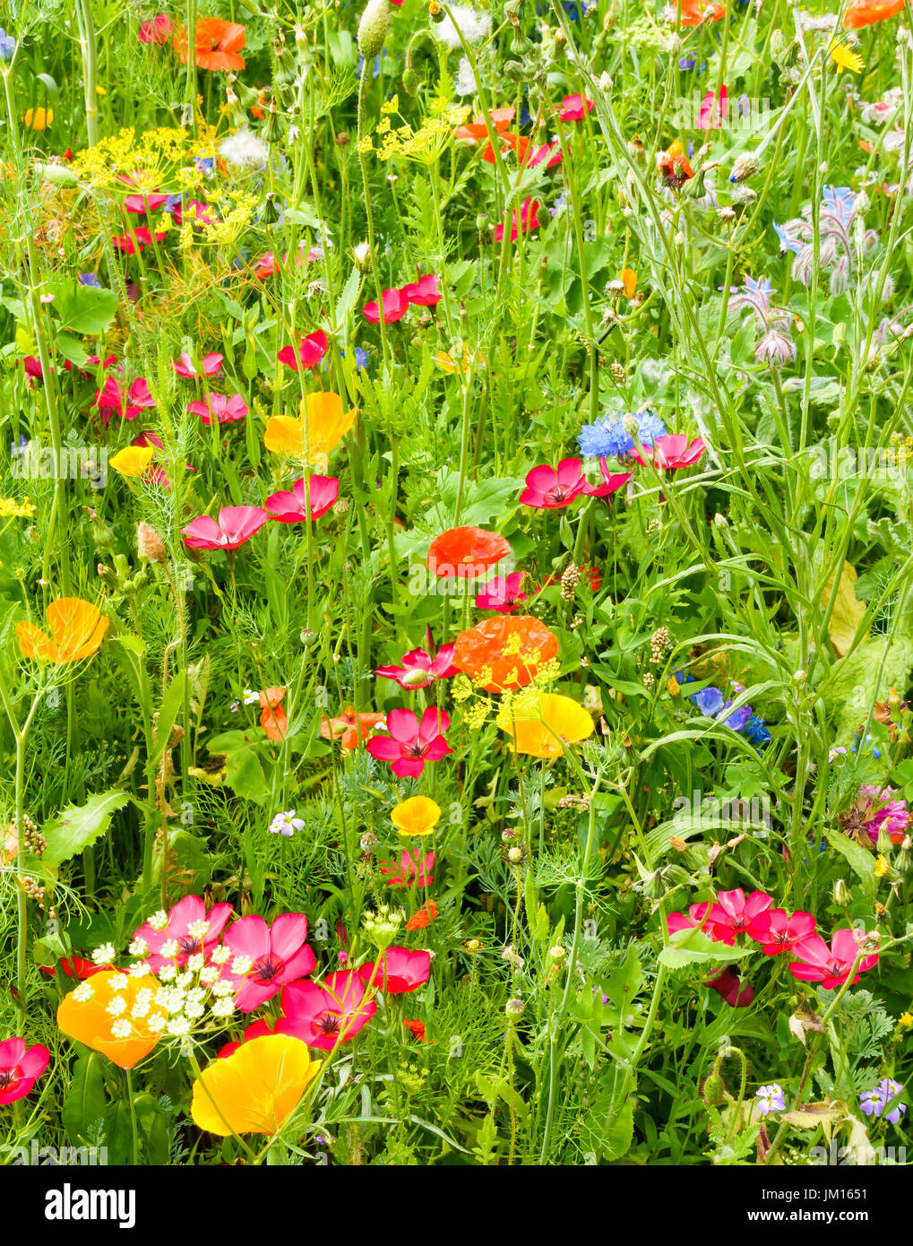 Libre d'une belle prairie de fleurs sauvages avec des fleurs colorées et illuminé par le soleil. Banque D'Images