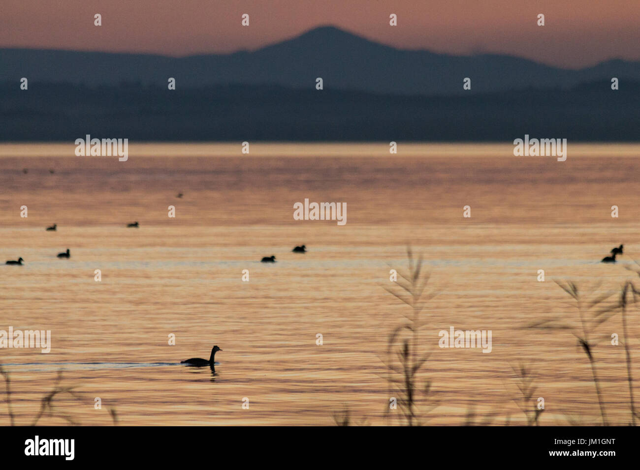 Certains canards sur un lac au coucher du soleil, avec une faible lumière et couleurs chaudes Banque D'Images