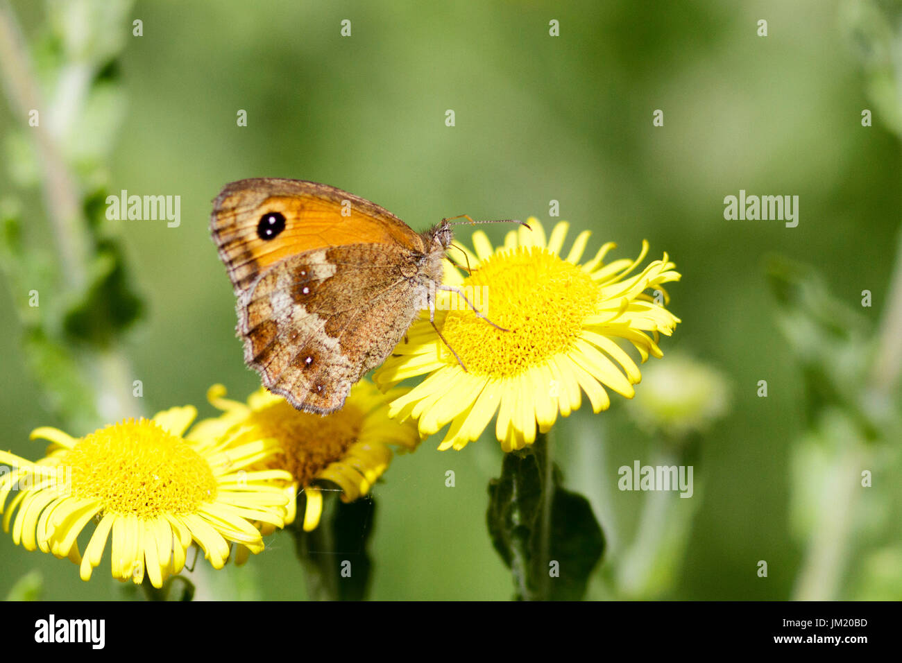 Le 25 juillet, 2017. Météo britannique. Un Gatekeeper butterfly (Pyronia tithonus) Cultures fourragères sur les fleurs dans un jardin dans l'East Sussex, Royaume-Uni. Credit : Ed Brown/Alamy Live News Banque D'Images