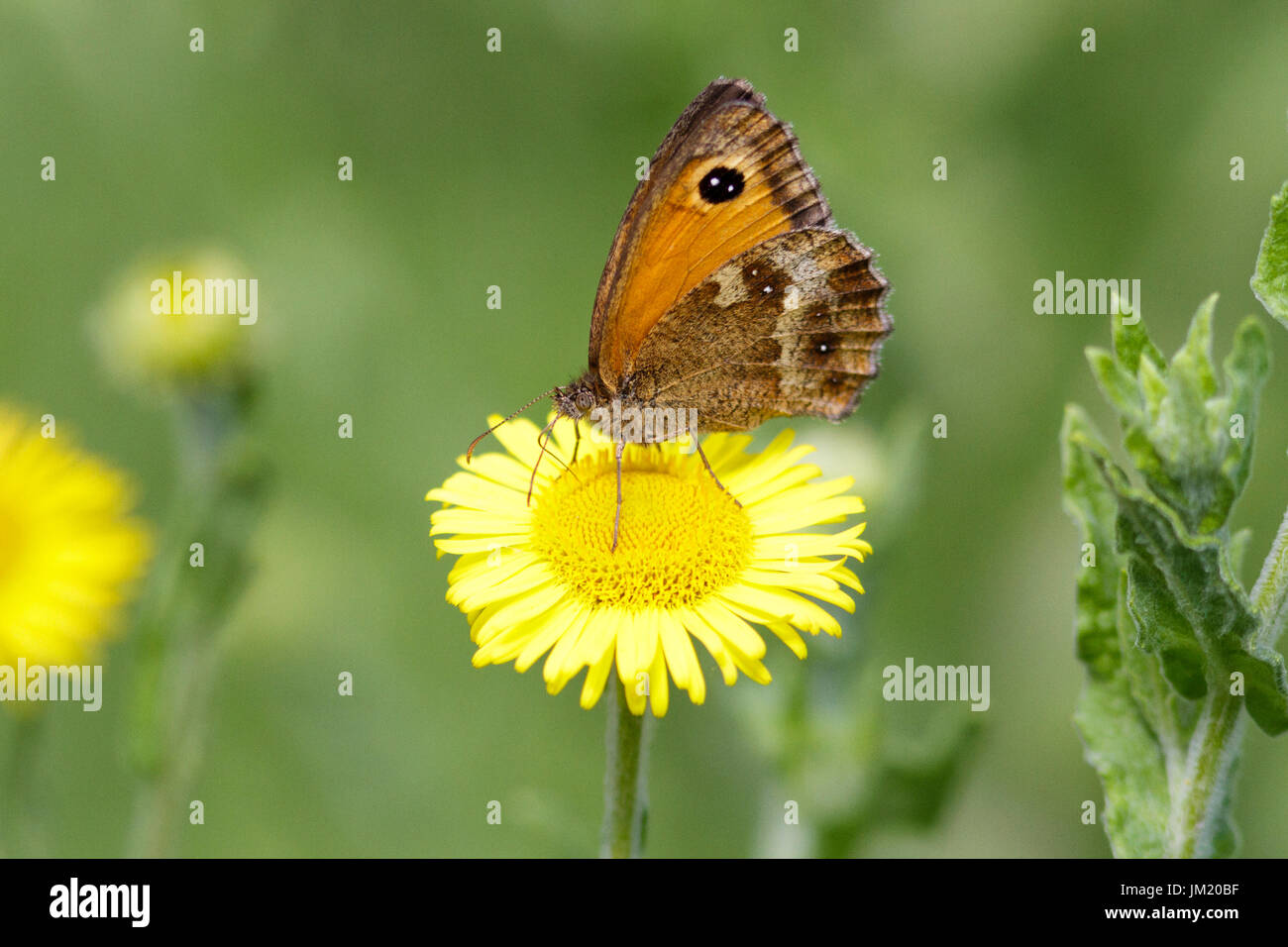Le 25 juillet, 2017. Météo britannique. Un Gatekeeper butterfly (Pyronia tithonus) Cultures fourragères sur les fleurs dans un jardin dans l'East Sussex, Royaume-Uni. Credit : Ed Brown/Alamy Live News Banque D'Images