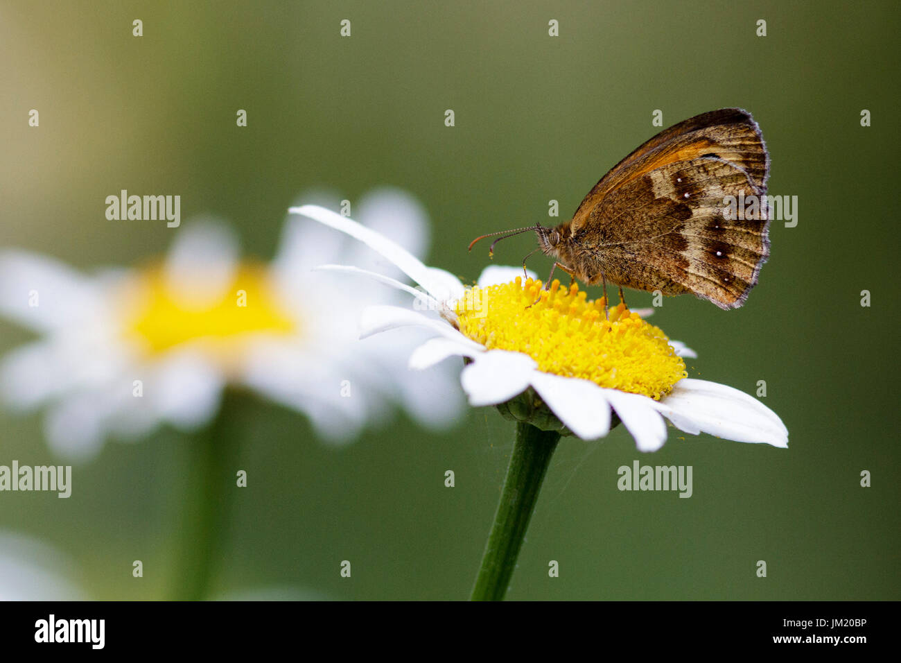 Le 25 juillet, 2017. Météo britannique. Un Gatekeeper butterfly (Pyronia tithonus) Cultures fourragères sur les fleurs dans un jardin dans l'East Sussex, Royaume-Uni. Credit : Ed Brown/Alamy Live News Banque D'Images