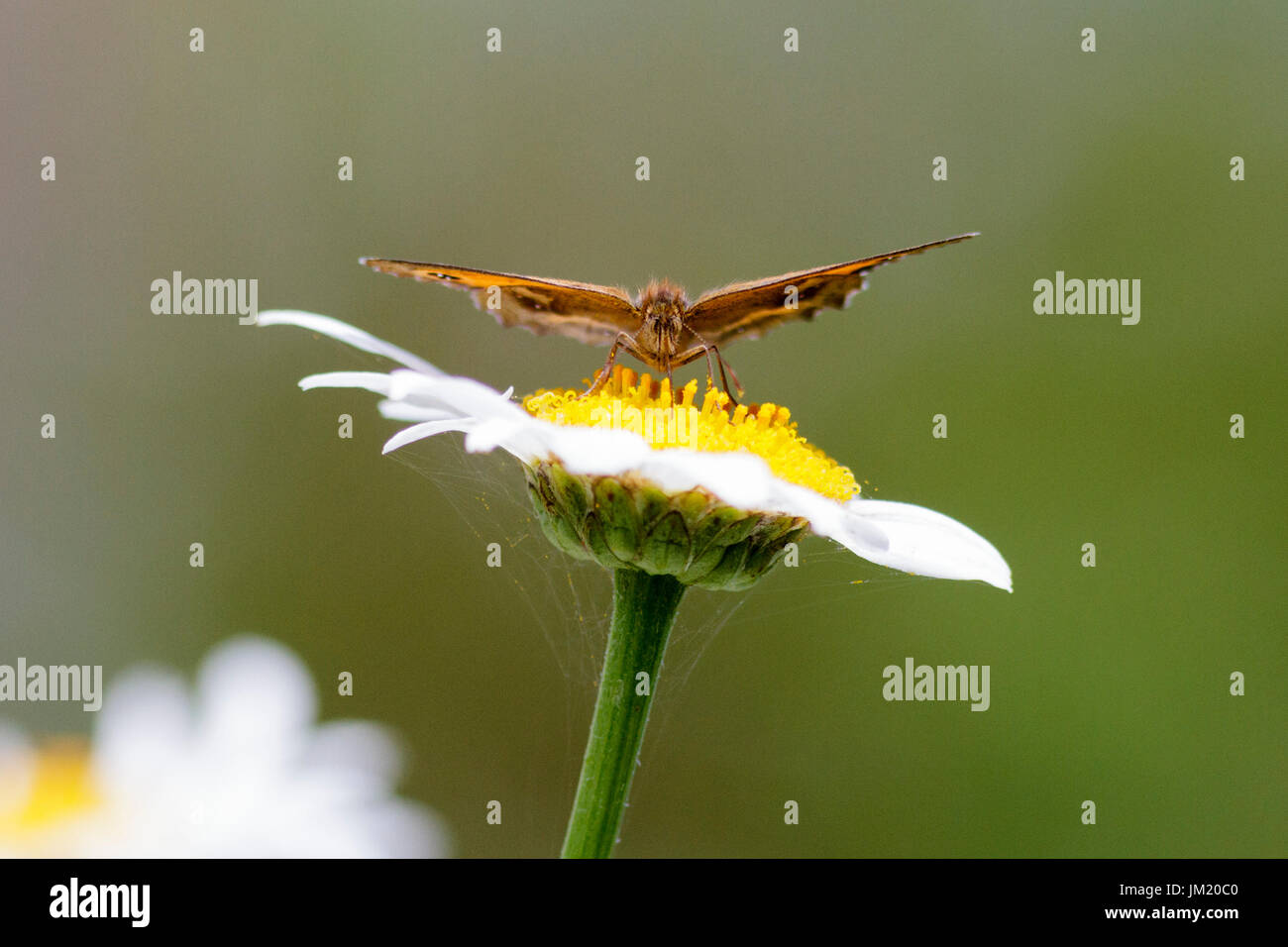 Le 25 juillet, 2017. Météo britannique. Un Gatekeeper butterfly (Pyronia tithonus) Cultures fourragères sur les fleurs dans un jardin dans l'East Sussex, Royaume-Uni. Credit : Ed Brown/Alamy Live News Banque D'Images
