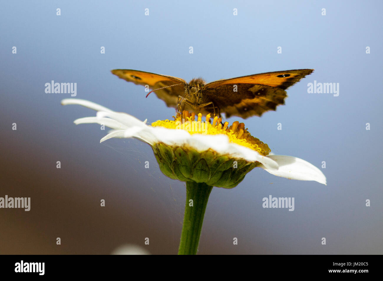 Le 25 juillet, 2017. Météo britannique. Un Gatekeeper butterfly (Pyronia tithonus) Cultures fourragères sur les fleurs dans un jardin dans l'East Sussex, Royaume-Uni. Credit : Ed Brown/Alamy Live News Banque D'Images