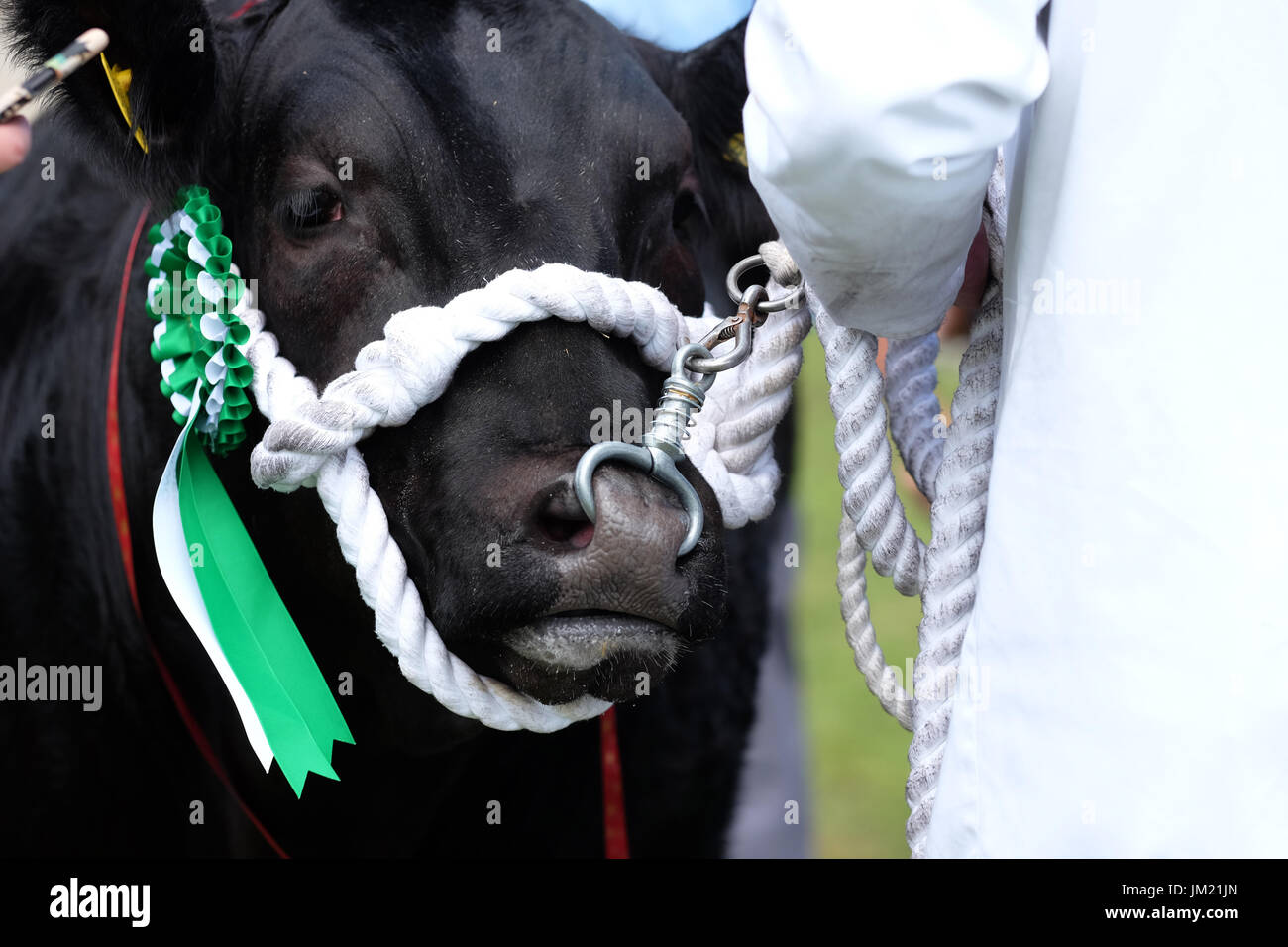 Royal Welsh Show, Builth Wells, Powys, Wales - Juillet 2017 - bovins primés avec des rosaces dans l'arène d'exposition lors de la deuxième journée de cette années Royal Welsh Show - le Royal Welsh est le plus grand salon de l'agriculture. Photo Steven Mai / Alamy Live News Banque D'Images