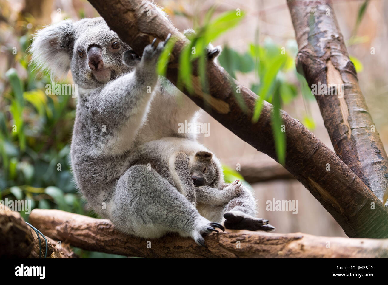 Duisburg Allemagne 26 Juillet 17 Encore Un Homme Sans Nom Koala Bebe Dormir Dans Sa Mere Les Genoux D Goonderrah Dans Le Zoo De Duisburg A Duisburg Allemagne 26 Juillet 17 Zoo De Duisburg Duisburg Allemagne 26 Juillet 17 Encore Un Homme Sans Nom Koala Bebe Dormir Dans Sa Mere Les Genoux D Goonderrah Dans Le Zoo De Duisburg A Duisburg Allemagne 26 Juillet 17 Zoo De Duisburg