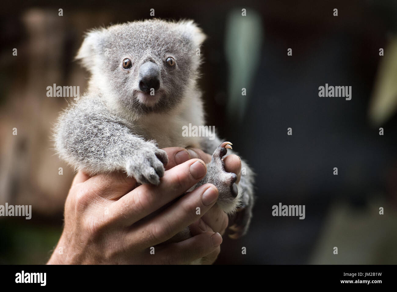 Duisburg Allemagne 26 Juillet 17 Encore Une Femme Sans Nom Koala Bebe Etant Detenus Par Un Gardien Dans Le Zoo De Duisburg A Duisburg Allemagne 26 Juillet 17 Zoo De Duisburg Heberge La Duisburg Allemagne 26 Juillet 17 Encore Une Femme Sans Nom Koala Bebe Etant Detenus Par Un Gardien Dans Le Zoo De Duisburg A Duisburg Allemagne 26 Juillet 17 Zoo De Duisburg Heberge La