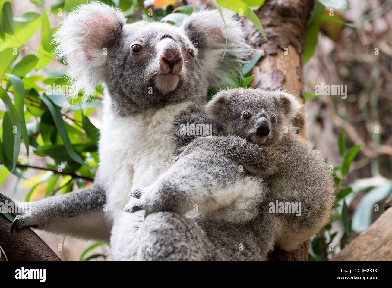 Bebe Koala Accroche A Sa Mere Photo Stock Alamy