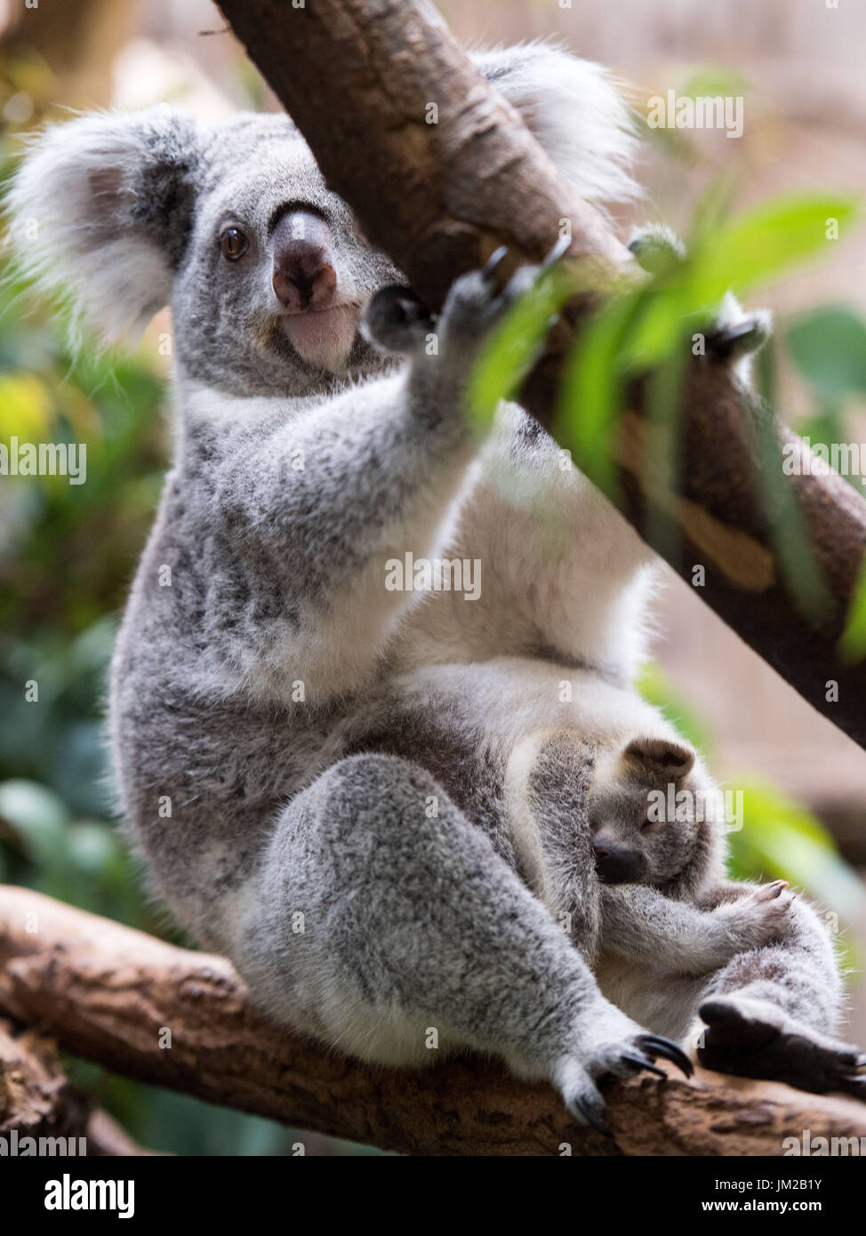 Duisburg Allemagne 26 Juillet 17 Encore Un Homme Sans Nom Koala Bebe Dormir Dans Sa Mere Les Genoux D Goonderrah Dans Le Zoo De Duisburg A Duisburg Allemagne 26 Juillet 17 Zoo De Duisburg Duisburg Allemagne 26 Juillet 17 Encore Un Homme Sans Nom Koala Bebe Dormir Dans Sa Mere Les Genoux D Goonderrah Dans Le Zoo De Duisburg A Duisburg Allemagne 26 Juillet 17 Zoo De Duisburg