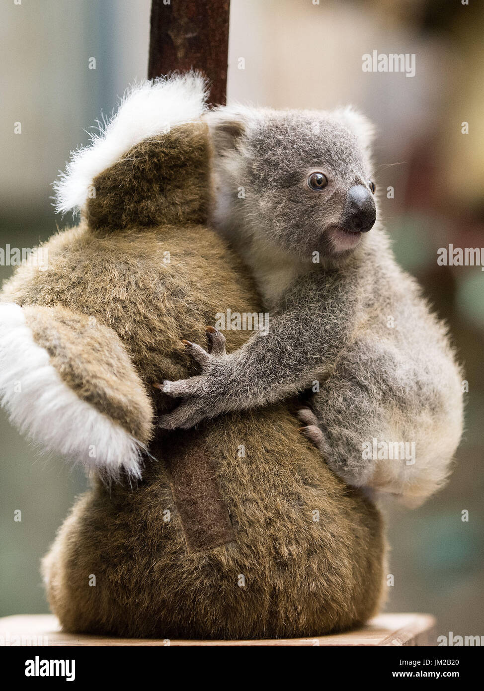 Duisburg Allemagne 26 Juillet 17 Encore Une Femelle Koala Bebe Sans Nom A La Pesee Et Accroche A Un Animal En Peluche Dans Le Zoo De Duisburg A Duisburg Allemagne 26 Juillet Duisburg Allemagne 26 Juillet 17 Encore Une Femelle Koala Bebe Sans Nom A La Pesee Et Accroche A Un Animal En Peluche Dans Le Zoo De Duisburg A Duisburg Allemagne 26 Juillet