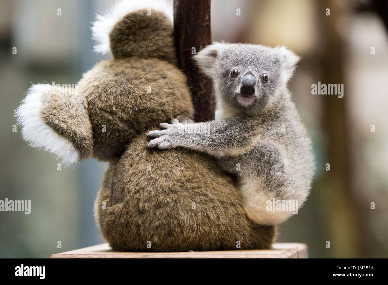 Duisburg Allemagne 26 Juillet 17 Encore Une Femme Sans Nom Koala Bebe Etant Detenus Par Un Gardien Dans Le Zoo De Duisburg A Duisburg Allemagne 26 Juillet 17 Zoo De Duisburg Heberge La Duisburg Allemagne 26 Juillet 17 Encore Une Femme Sans Nom Koala Bebe Etant Detenus Par Un Gardien Dans Le Zoo De Duisburg A Duisburg Allemagne 26 Juillet 17 Zoo De Duisburg Heberge La