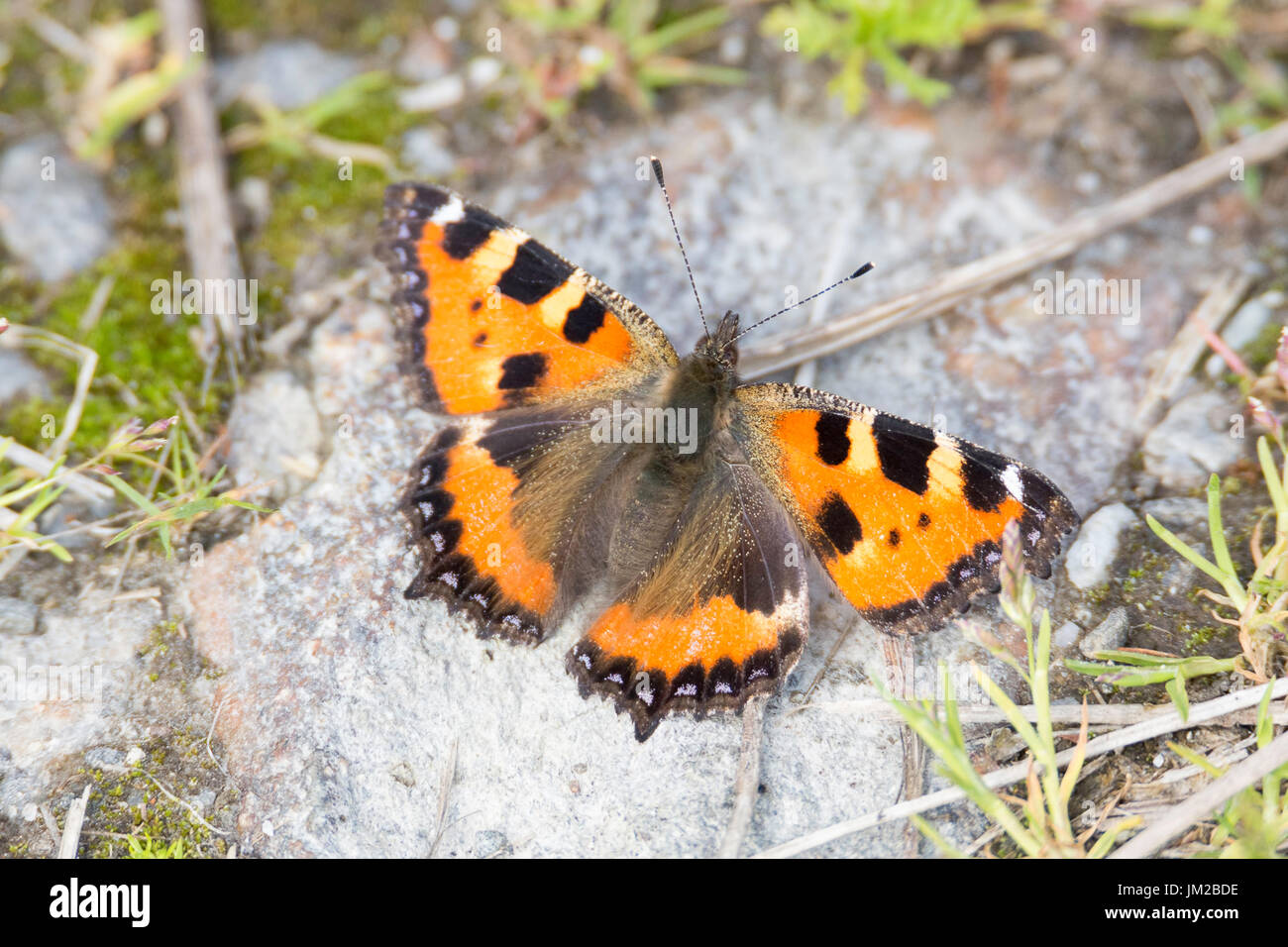 Petite Écaille de Butterfly sitting on Rock. Banque D'Images