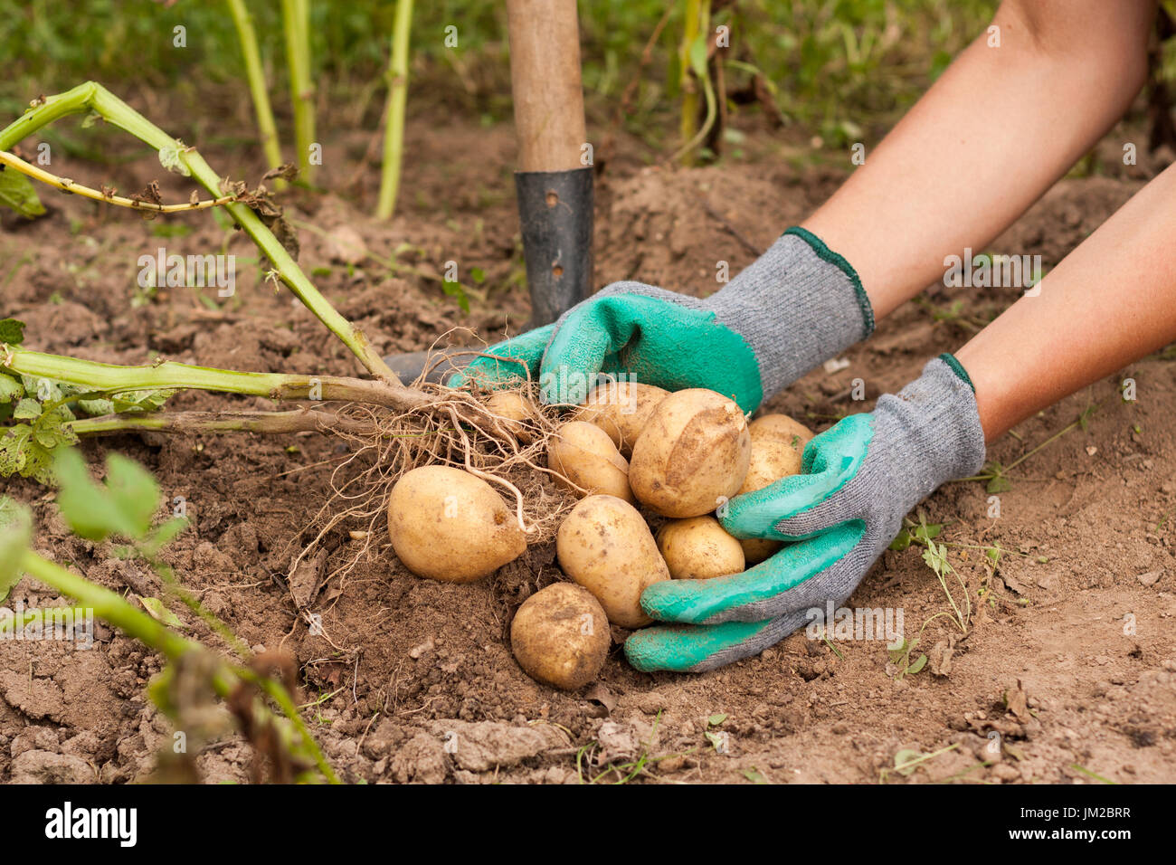 La récolte des pommes. Maintenez la productrice de pommes de terre fraîches de tas dans sa main près du sol. La pomme de terre fraîche. Moment de la récolte, de la saison. Banque D'Images