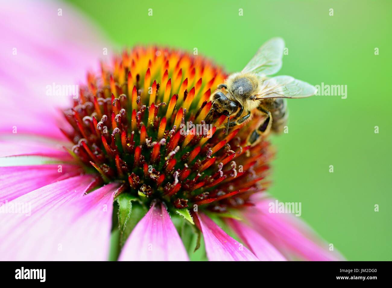 L'abeille pollinise une fleur pourpre. Banque D'Images