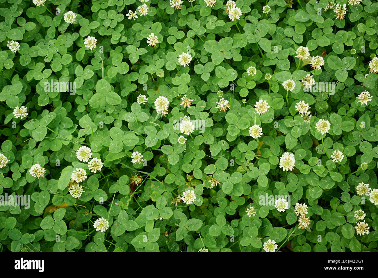 Fleurs de trèfle blanc. Pelouse de remplacement de texture Banque D'Images