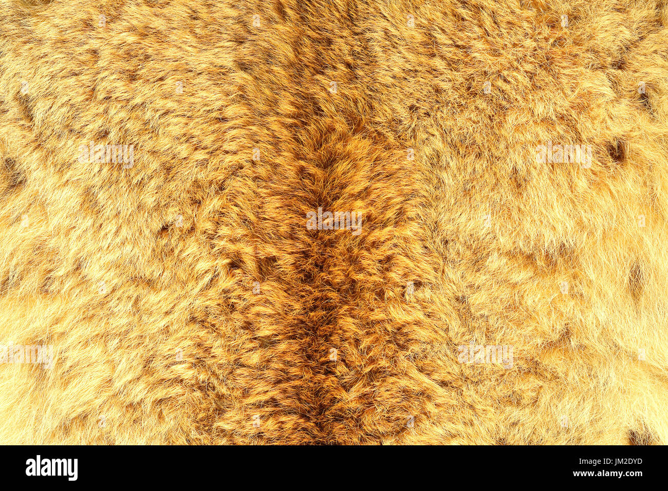 Lynx eurasien de vrais cheveux, texture naturelle prête pour votre conception Banque D'Images