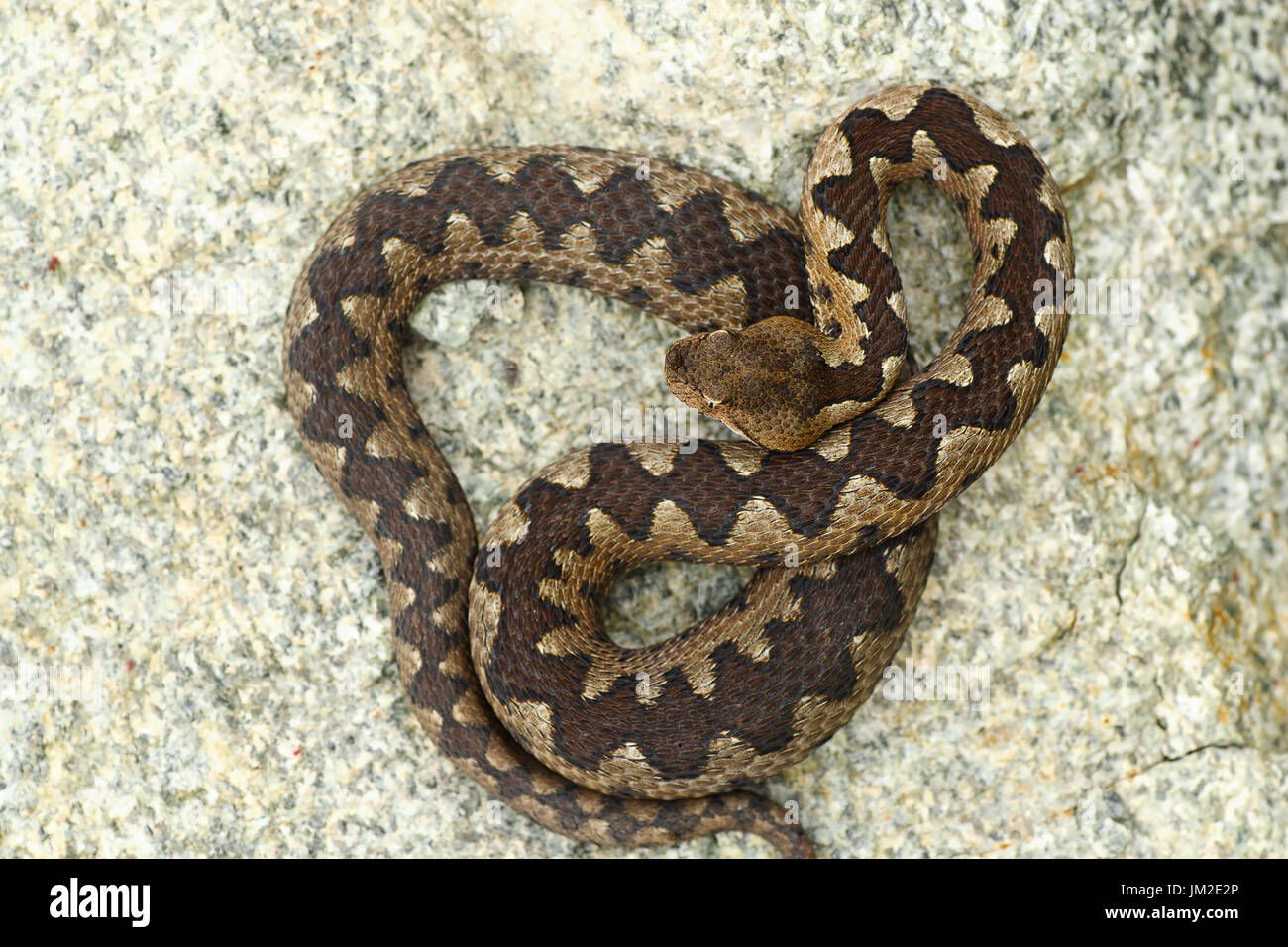 Viper venimeuse au soleil sur la pierre dans l'habitat naturel ( Vipera ammodytes ) Banque D'Images