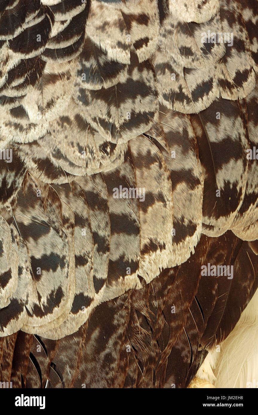Harpie, détail du plumage (Harpia harpyja) / / Gefiederdetail, plumes | Harpyie (Harpia harpyja) / / Harpieadler Banque D'Images