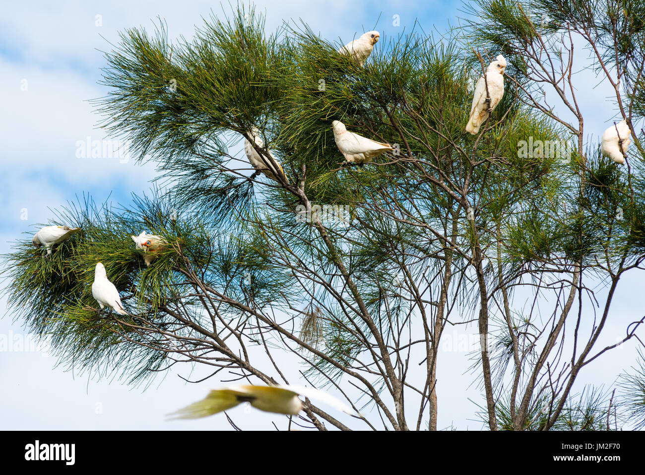 Troupeau de Goffin cacatoès dans les arbres à Byron Bay, New South Wales, Australia Banque D'Images