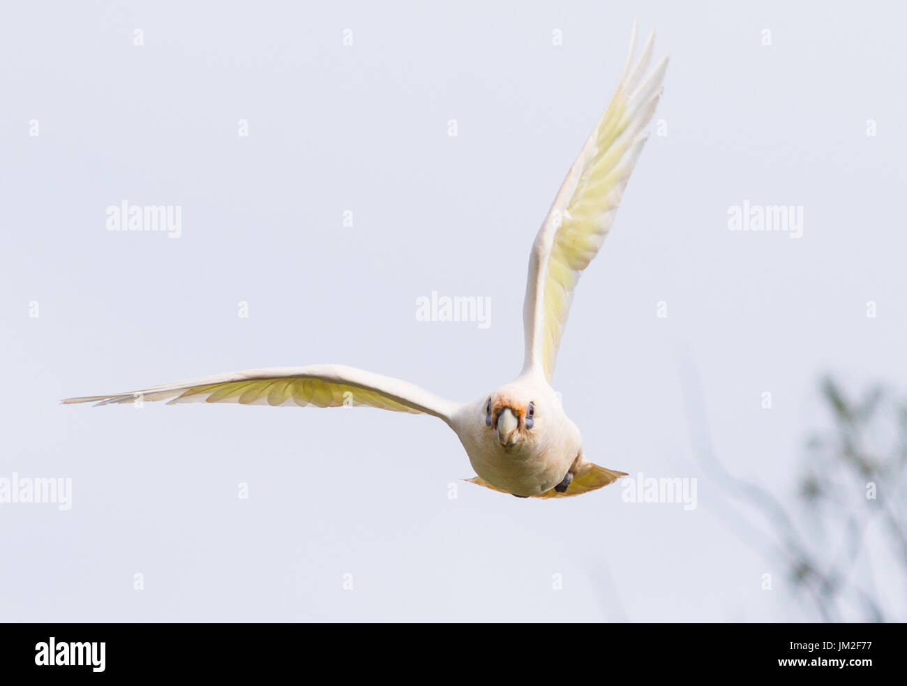 Cacatoès Goffin en vol au dessus de Byron Bay, Nouvelles Galles du Sud, Australie. Banque D'Images