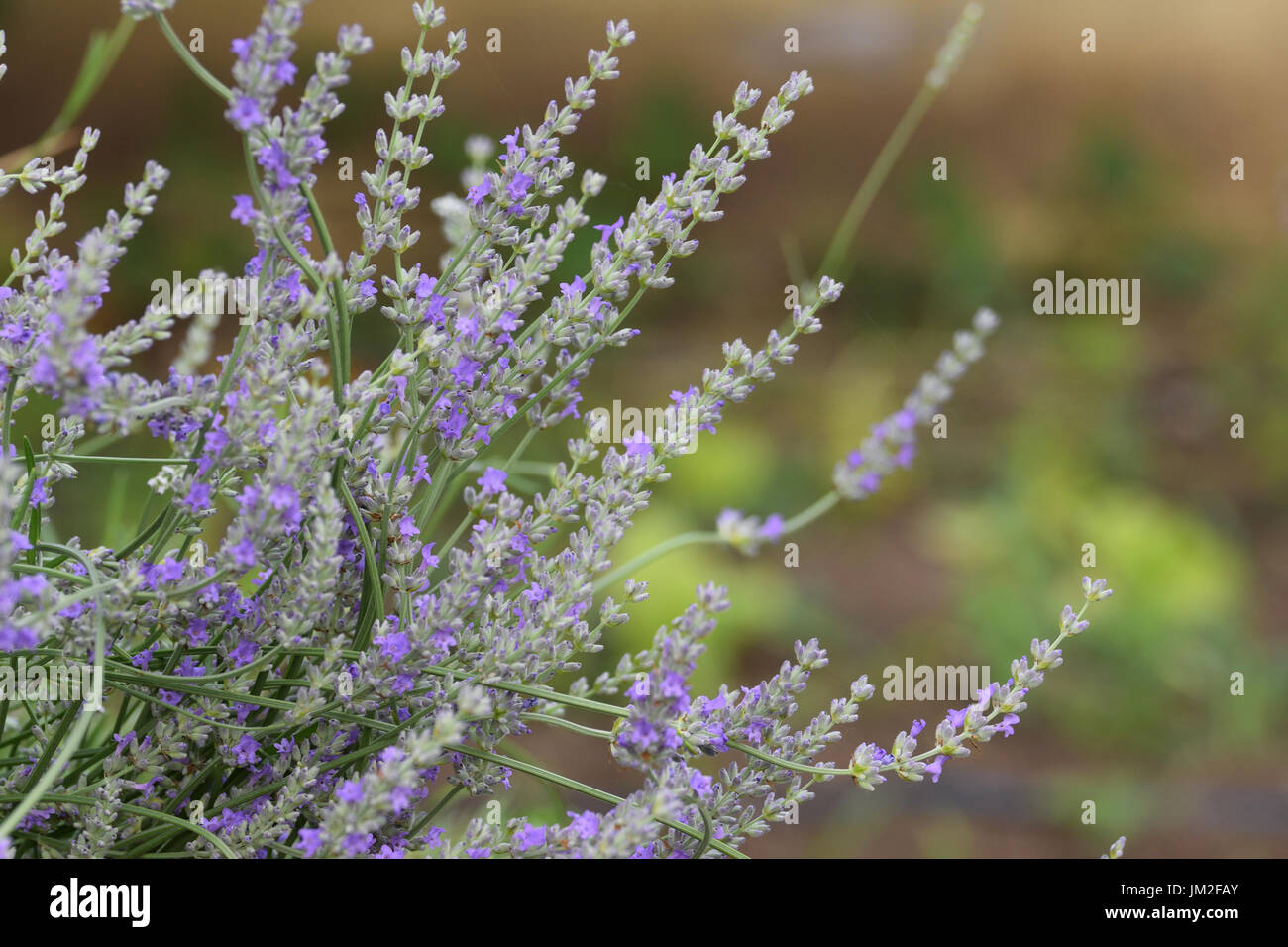 Lavande : un petit arbuste aromatique à feuilles persistantes de la famille  de la menthe, avec des feuilles étroites et des fleurs bleutées-violettes  utilisées en médecine et en parfumerie Photo Stock -