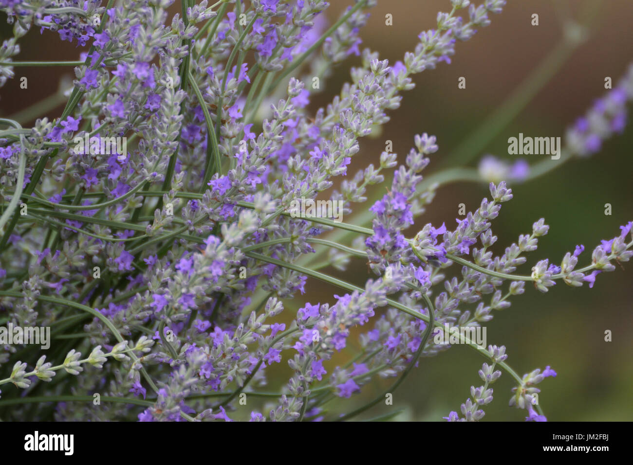 Lavande : un petit arbuste aromatique à feuilles persistantes de la famille de la menthe, avec des feuilles étroites et des fleurs bleutées-violettes utilisées en médecine et en parfumerie. Banque D'Images