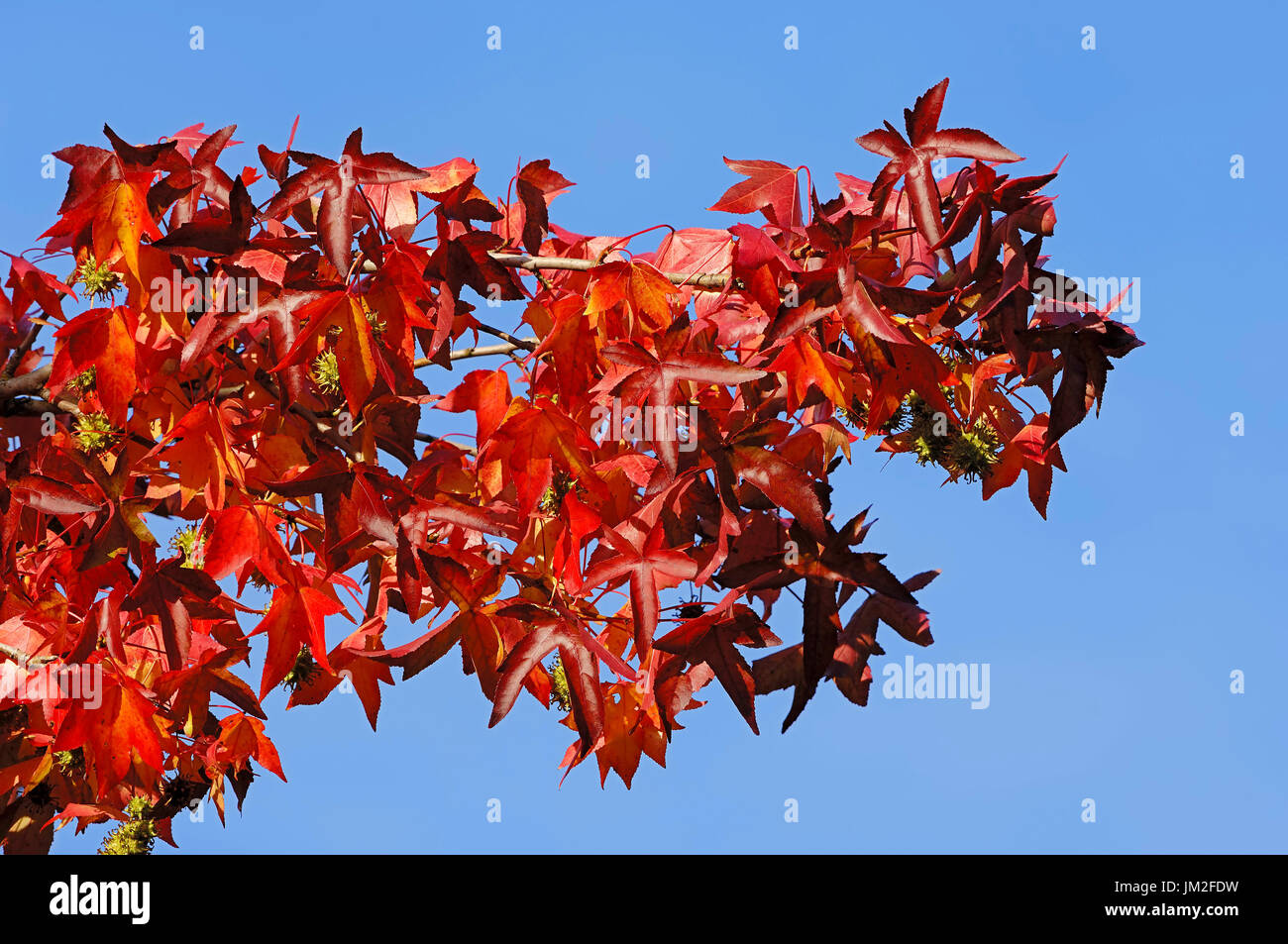 Sweet Gum Tree, feuilles à l'automne / (Liquidambar styraciflua