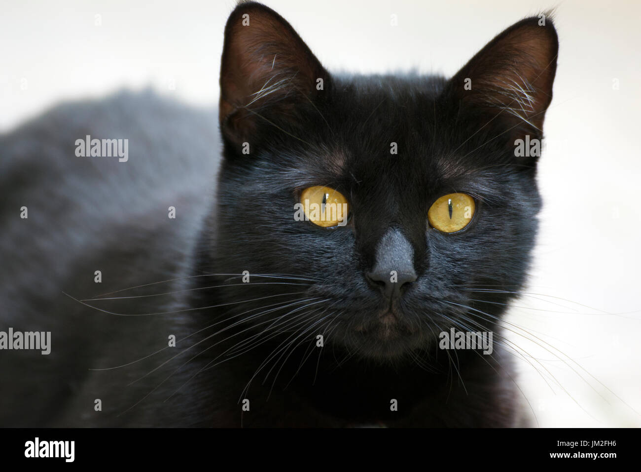 chat Banque D'Images