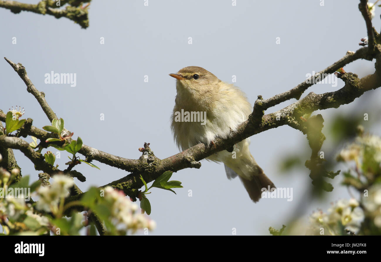 Une belle Willow Warbler (Phylloscopus trochilus) perché dans un arbre. Banque D'Images