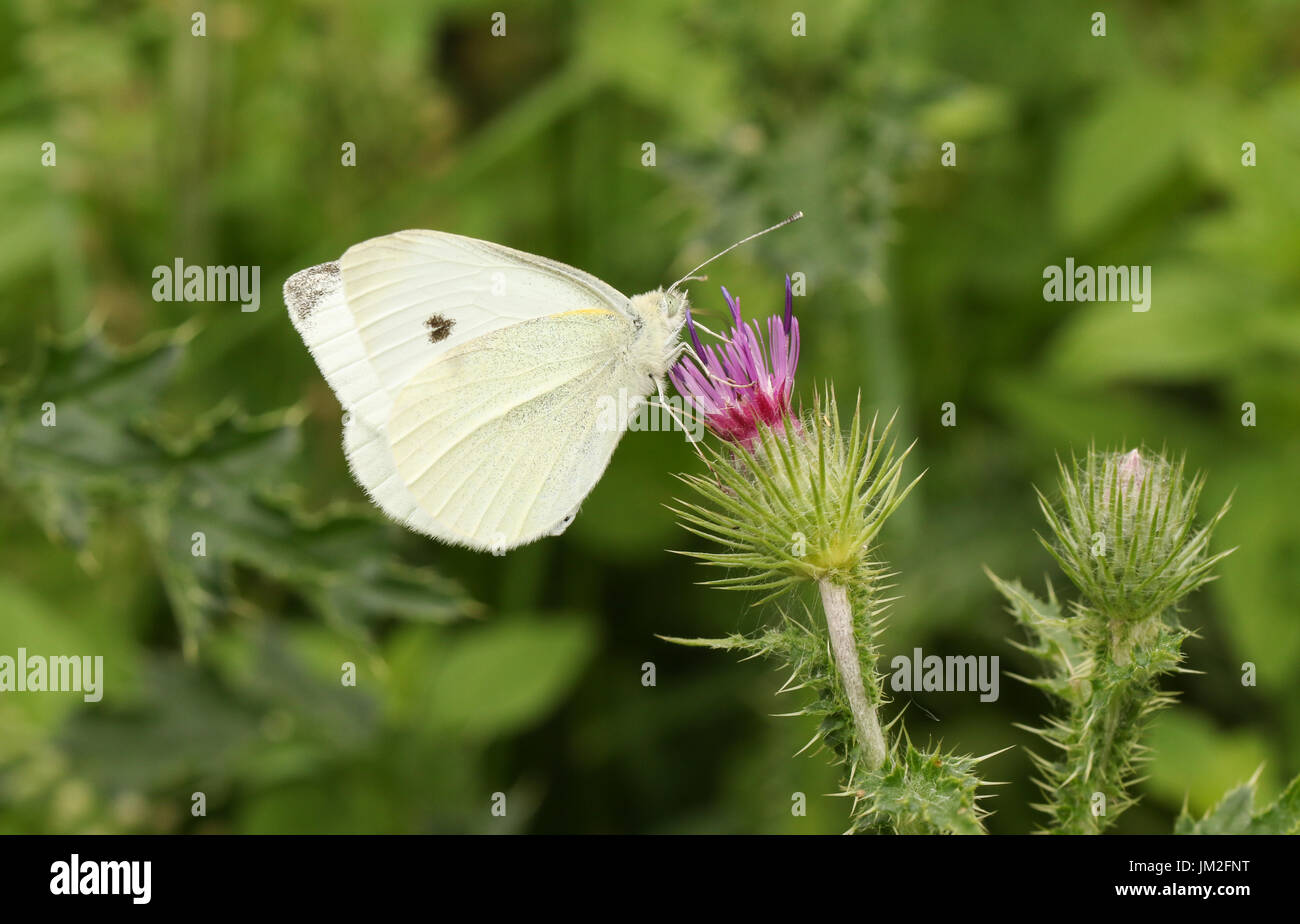 Un petit papillon blanc (Pieris rapae) nectar sur une fleur de chardon. Banque D'Images