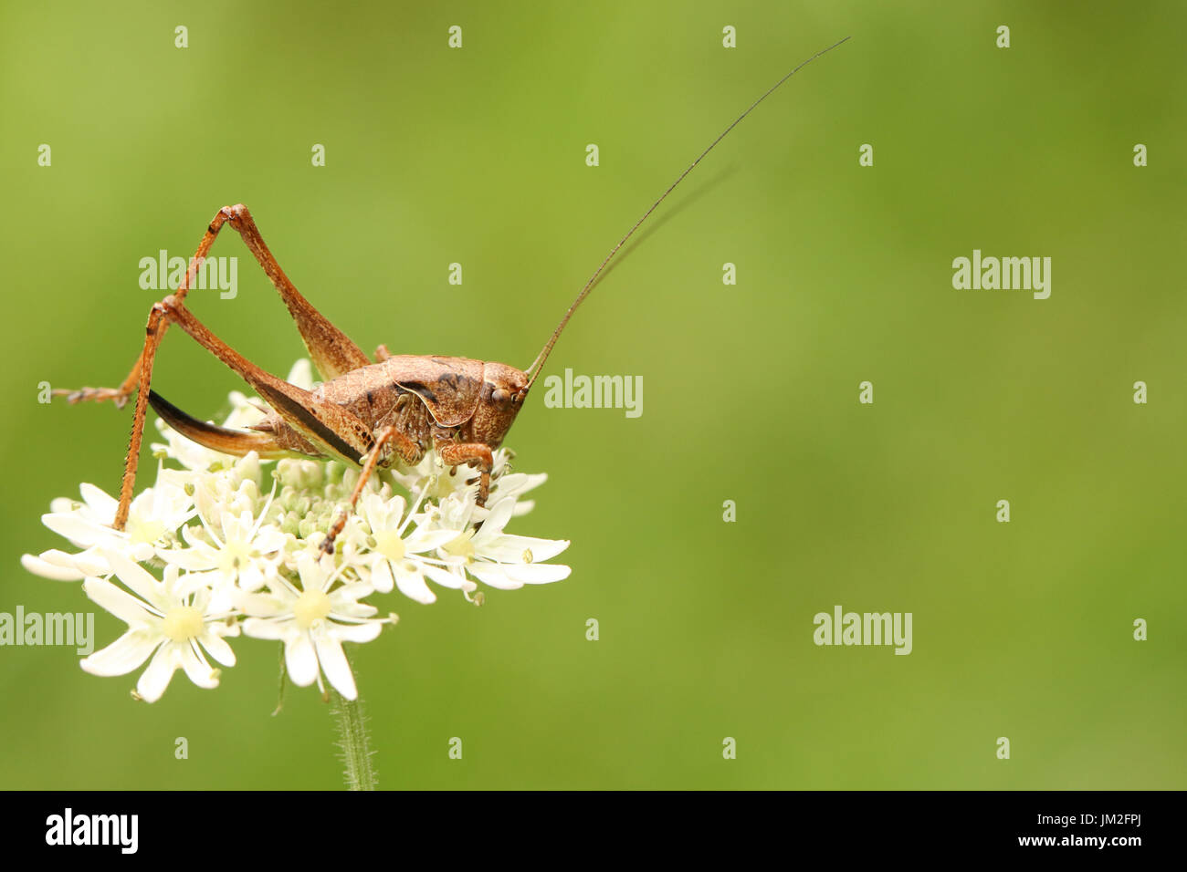 Une sombre (Pholidoptera griseoaptera) perché sur une feuille. Banque D'Images