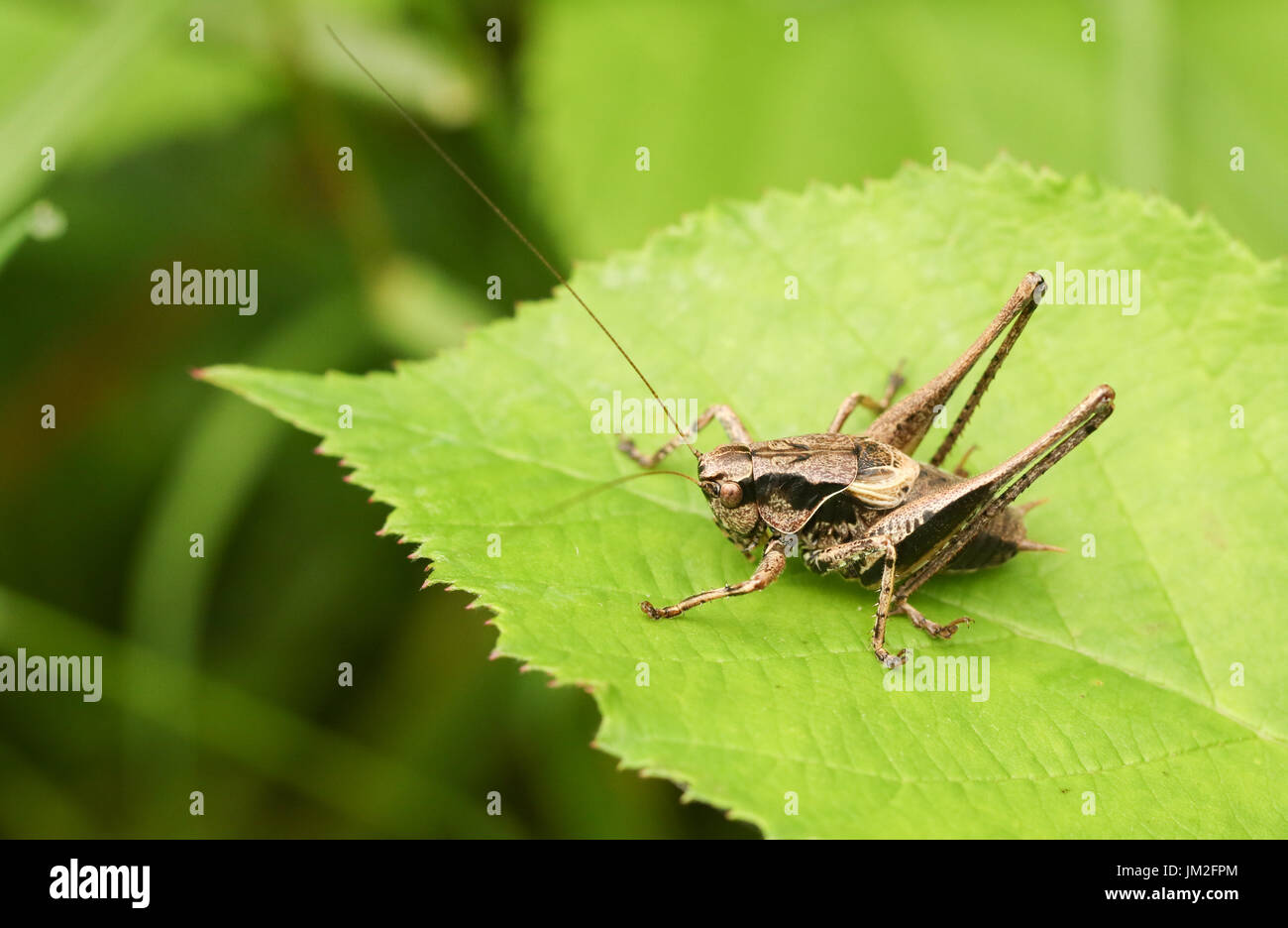 Une sombre (Pholidoptera griseoaptera) perché sur une feuille. Banque D'Images