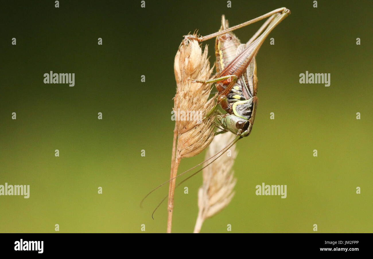 Une belle Roesel's bush (Metrioptera roeselii Cricket) perché sur une tête de semences de graminées. Banque D'Images