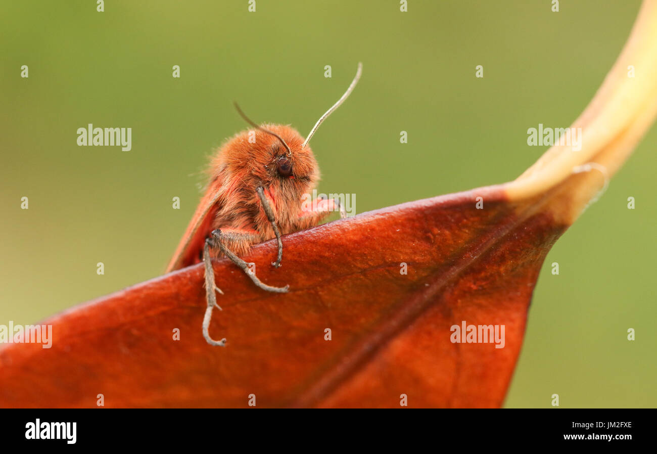 Un superbe Ruby Tiger Moth (Phragmatobia fuliginosa) perché sur une feuille. Banque D'Images