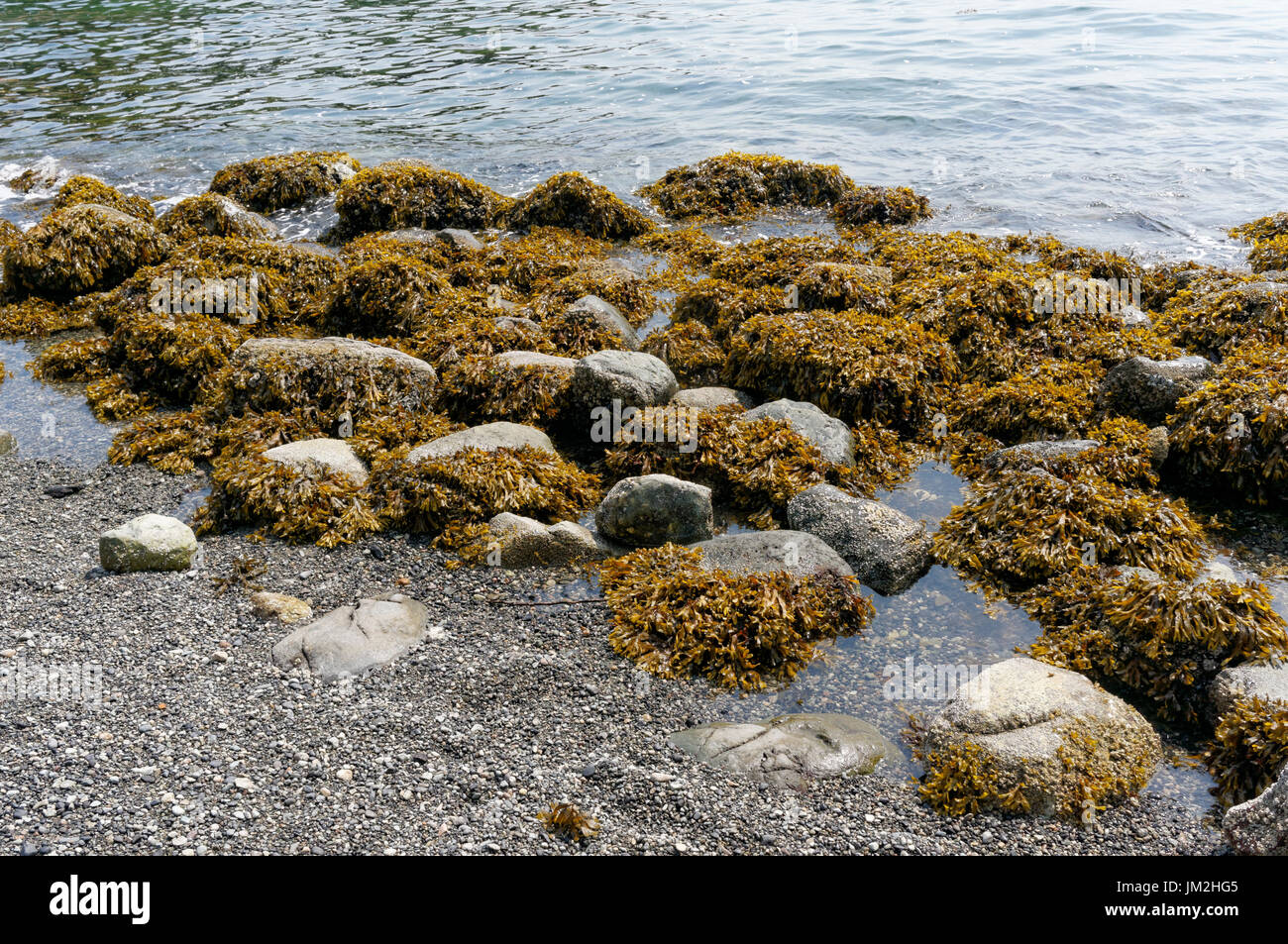 Roches couvertes dans les algues brunes ou le chou de mer sur une plage rocheuse, l'île de Bowen, près de Vancouver, Colombie-Britannique, Canada Banque D'Images