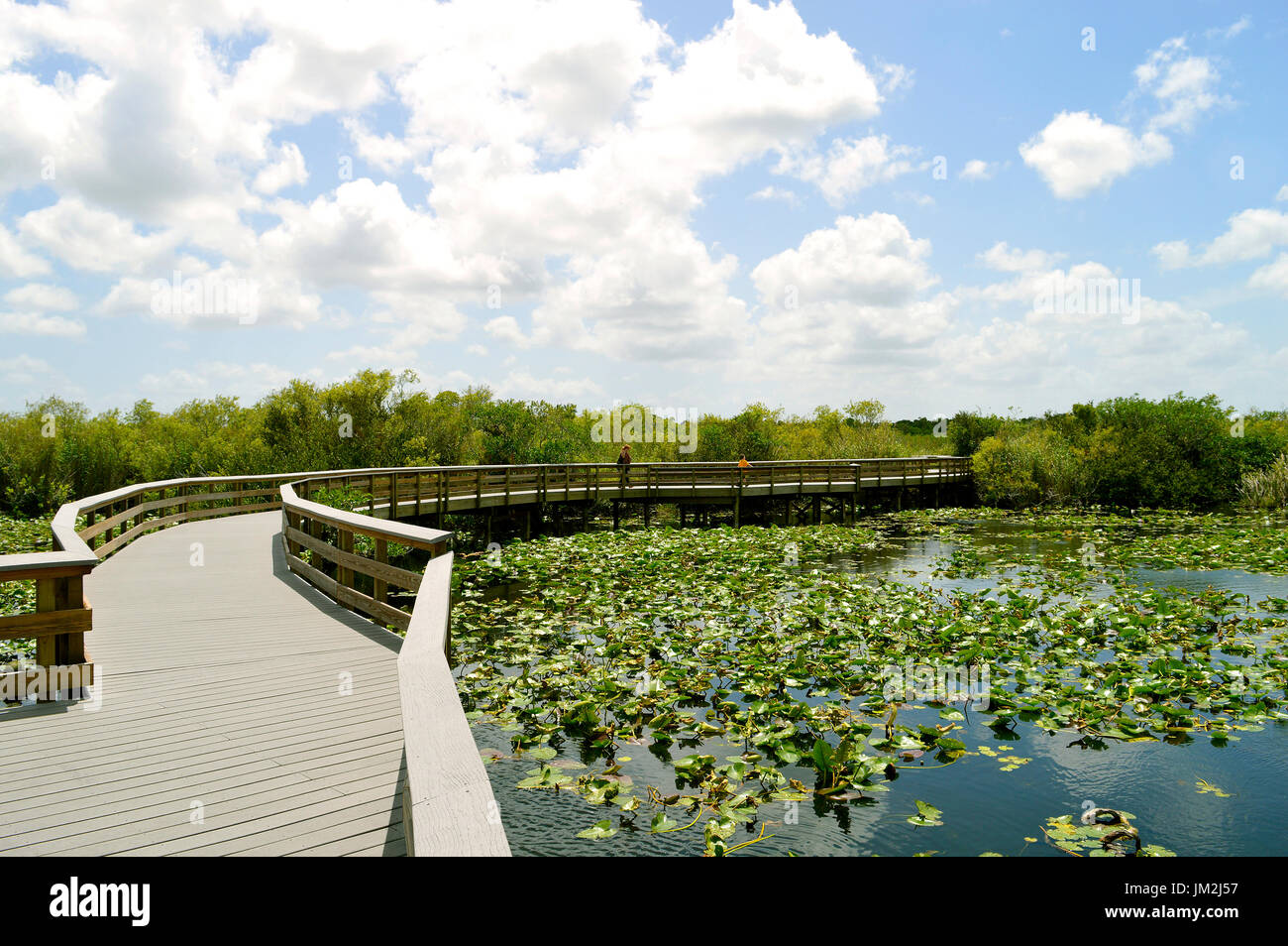 Anhinga Trail à travers le Parc National des Everglades en Floride Banque D'Images